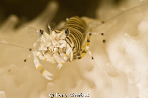Bumblebee Shrimp by Tony Cherbas 